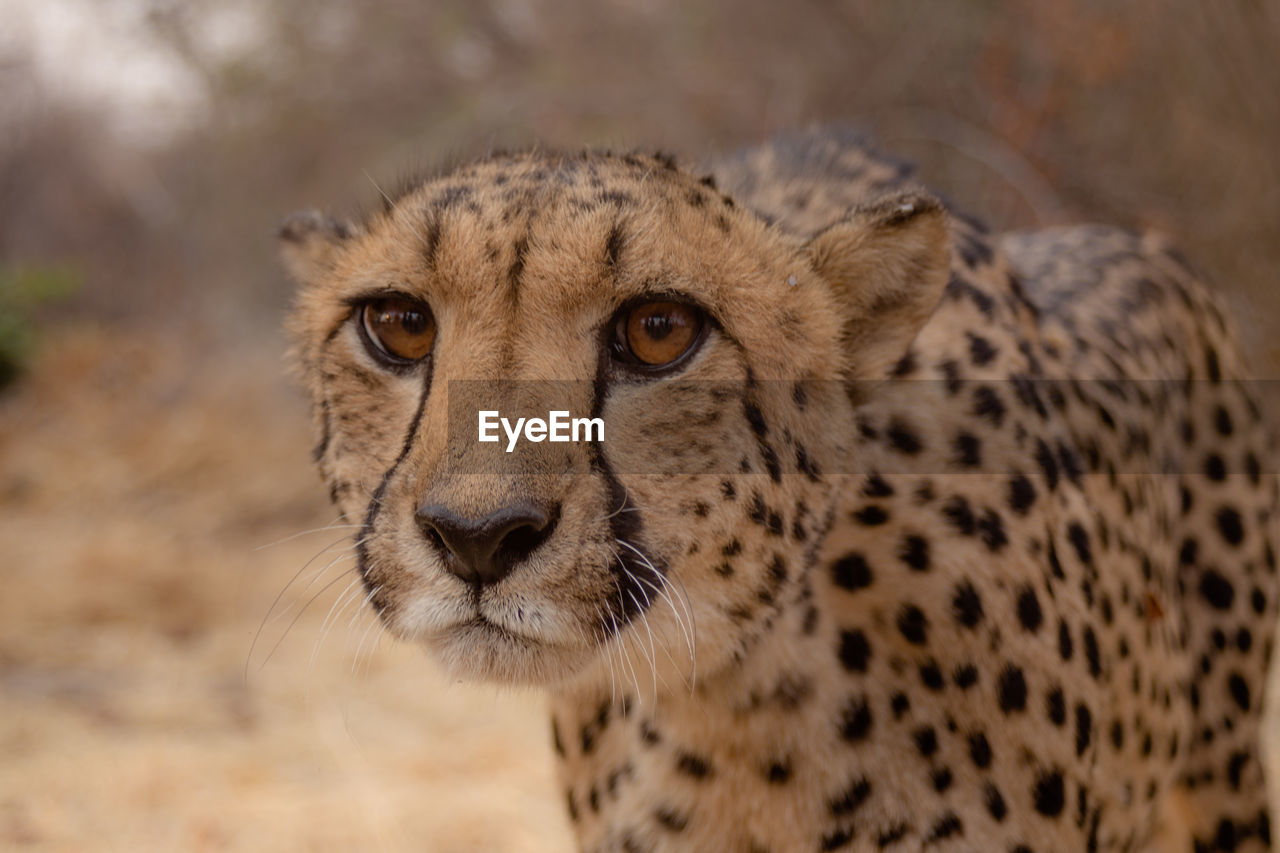 Close-up portrait of a cheetah