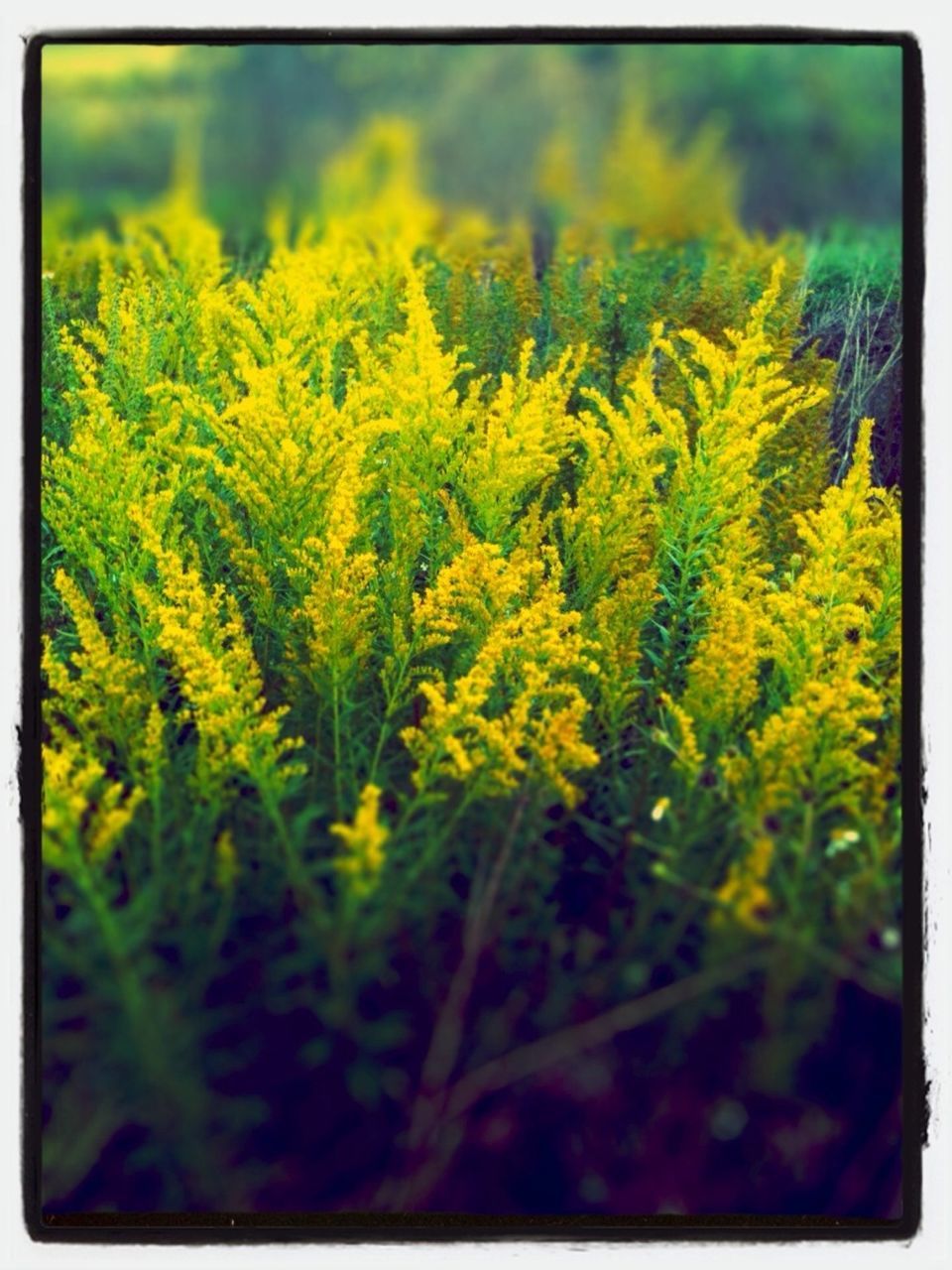 YELLOW FLOWERS GROWING ON FIELD