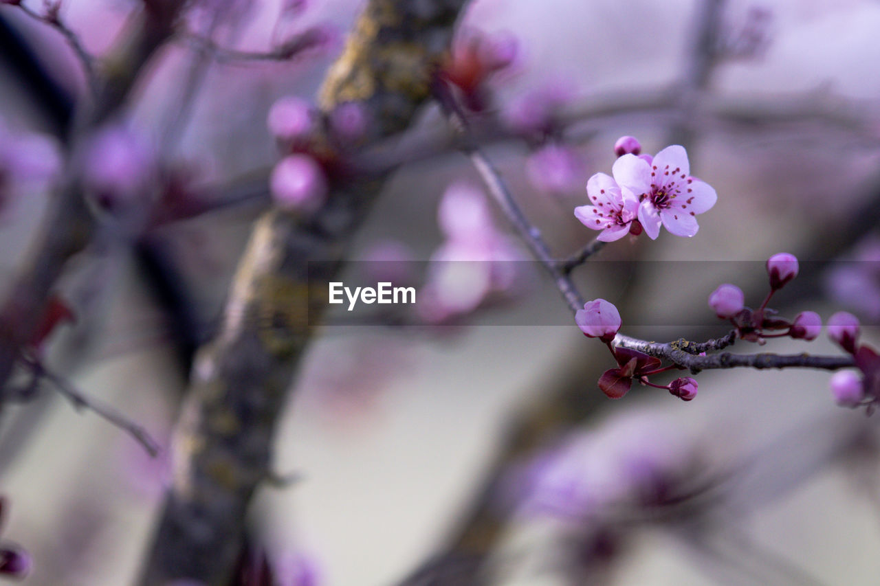 plant, flower, flowering plant, tree, freshness, blossom, beauty in nature, growth, branch, springtime, pink, nature, fragility, spring, close-up, macro photography, no people, purple, food and drink, produce, selective focus, food, outdoors, cherry blossom, petal, flower head, fruit, inflorescence, twig, botany, focus on foreground, day, defocused, scented, tranquility, healthy eating, backgrounds, fruit tree, environment