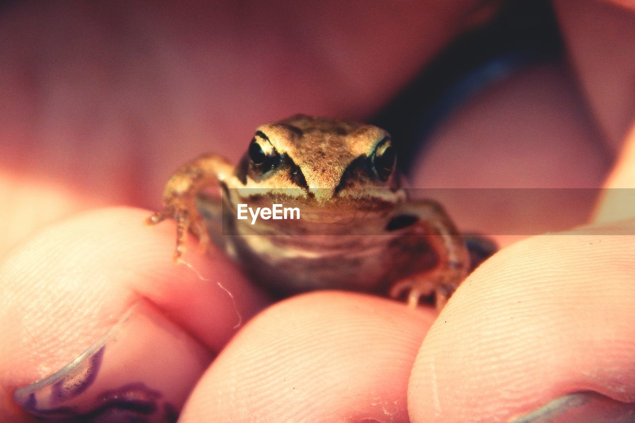 Cropped hand of person holding frog