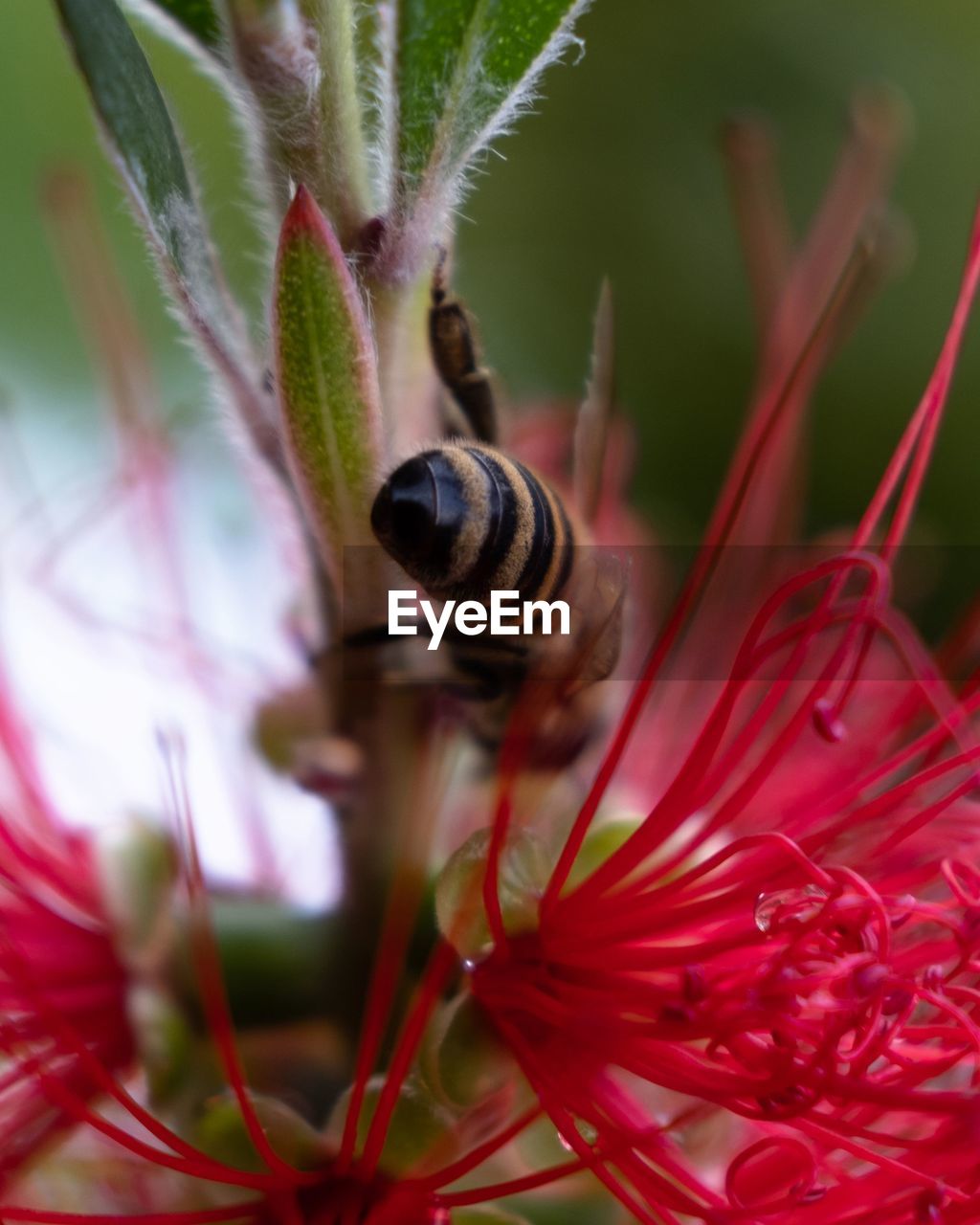 plant, animal themes, animal, animal wildlife, flower, flowering plant, one animal, beauty in nature, close-up, wildlife, insect, macro photography, nature, growth, fragility, petal, freshness, no people, red, bee, flower head, pollination, selective focus, macro, outdoors, honey bee, day, focus on foreground, wildflower