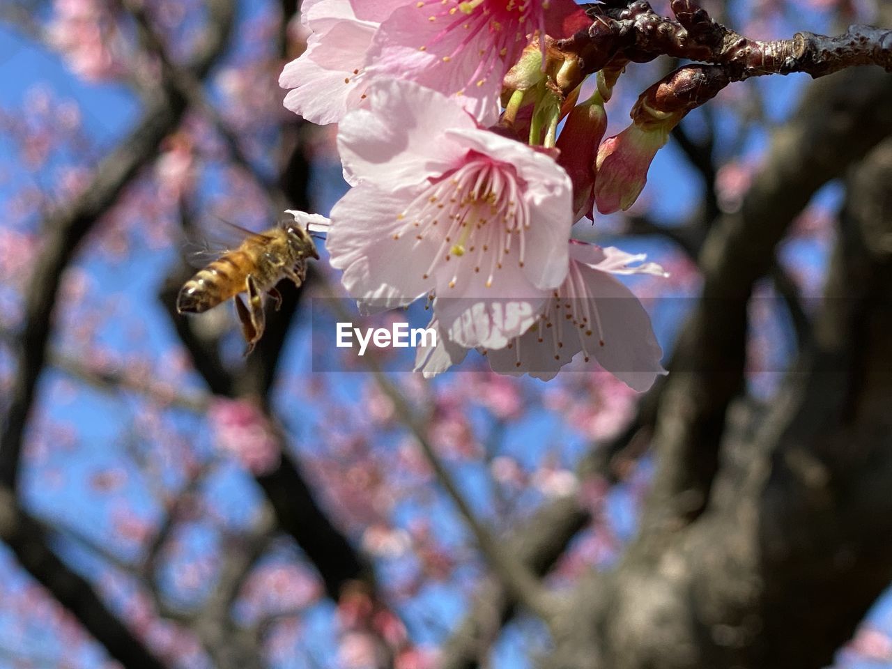 Close-up of cherry blossoms on tree