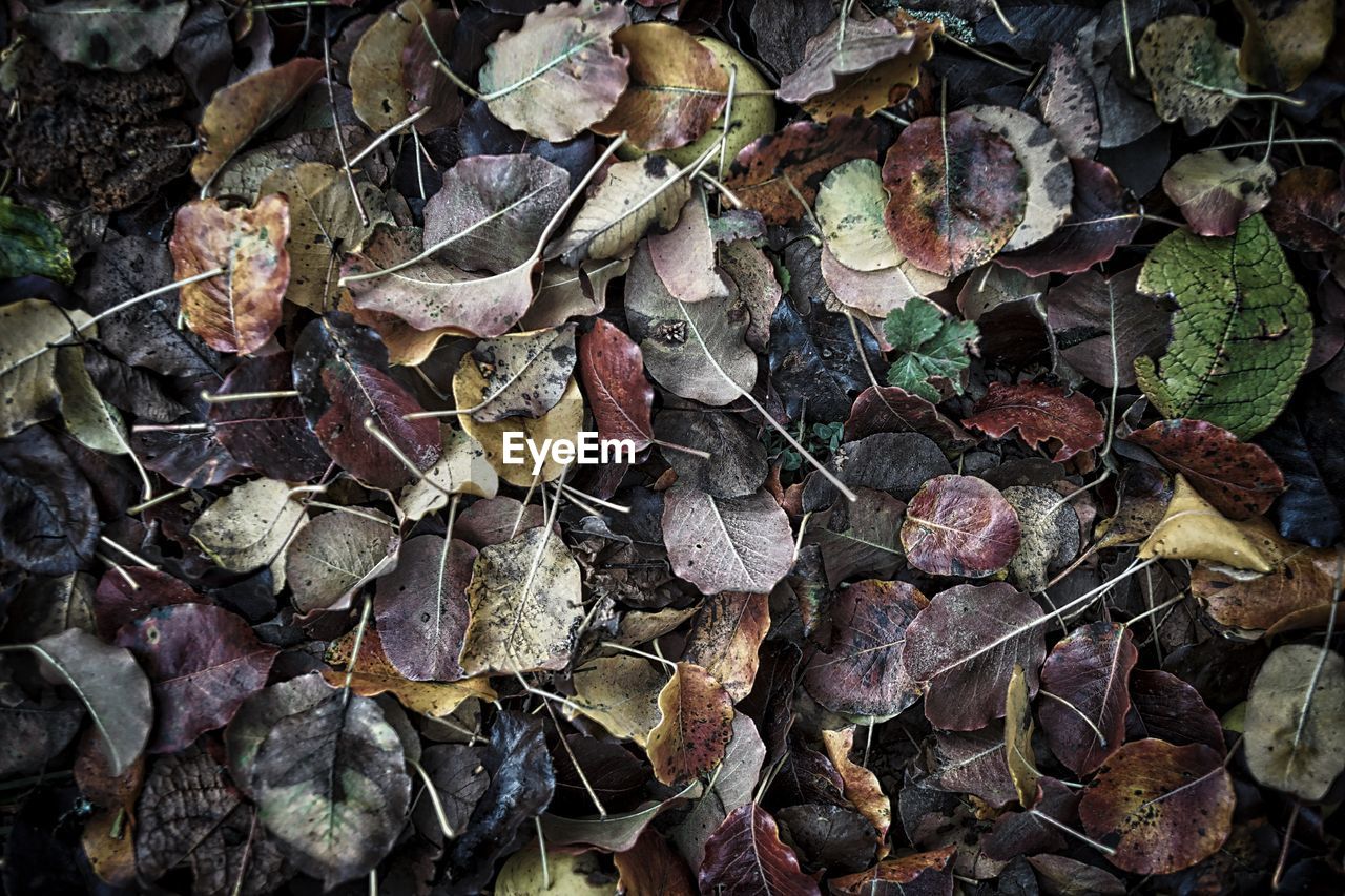 Full frame shot of dry leaves