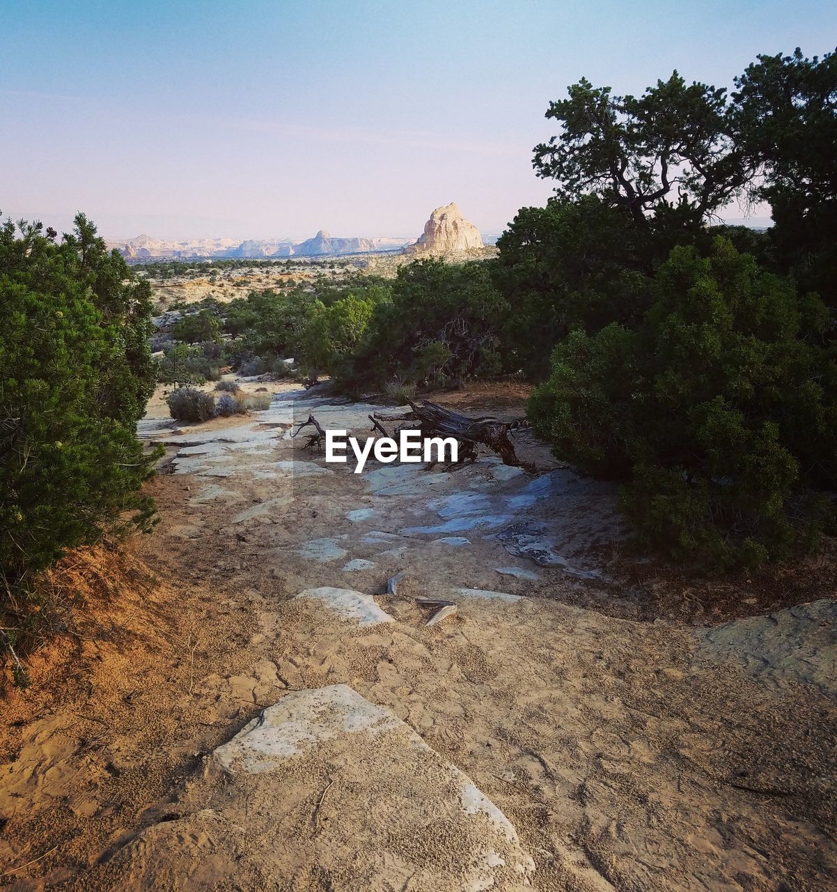 VIEW OF TREES BY RIVER AGAINST CLEAR SKY