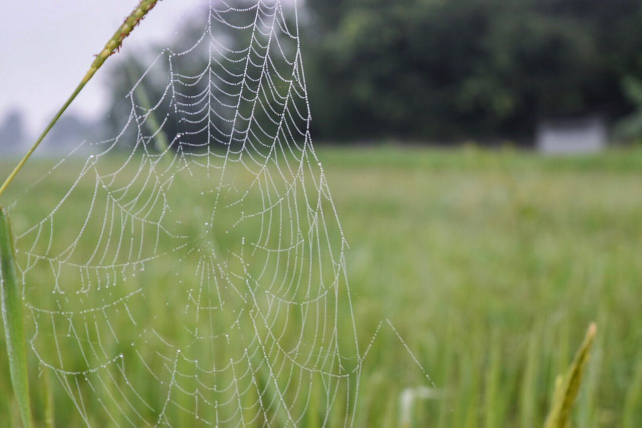 CLOSE-UP OF SPIDER WEB