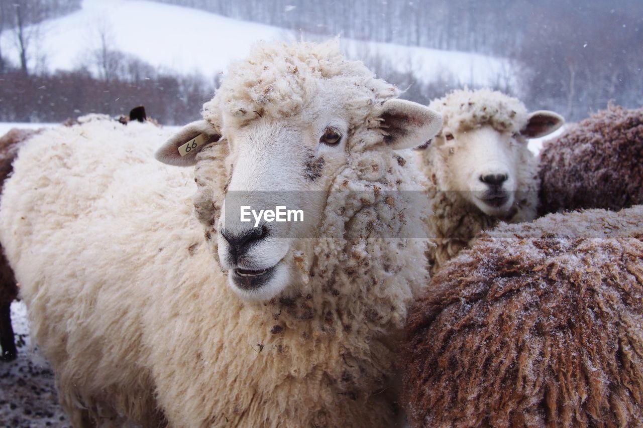 Close-up of sheep during winter