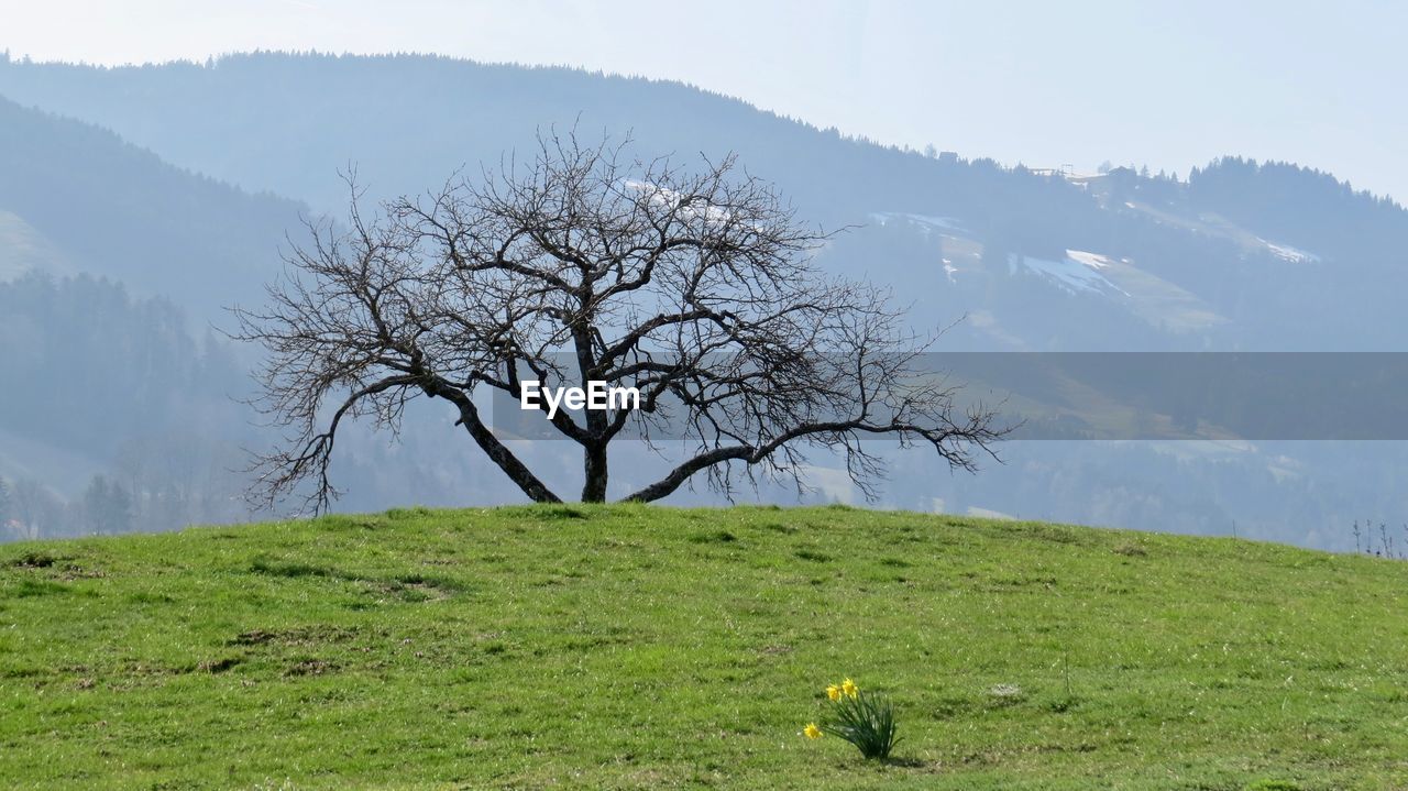 Tree on field against sky