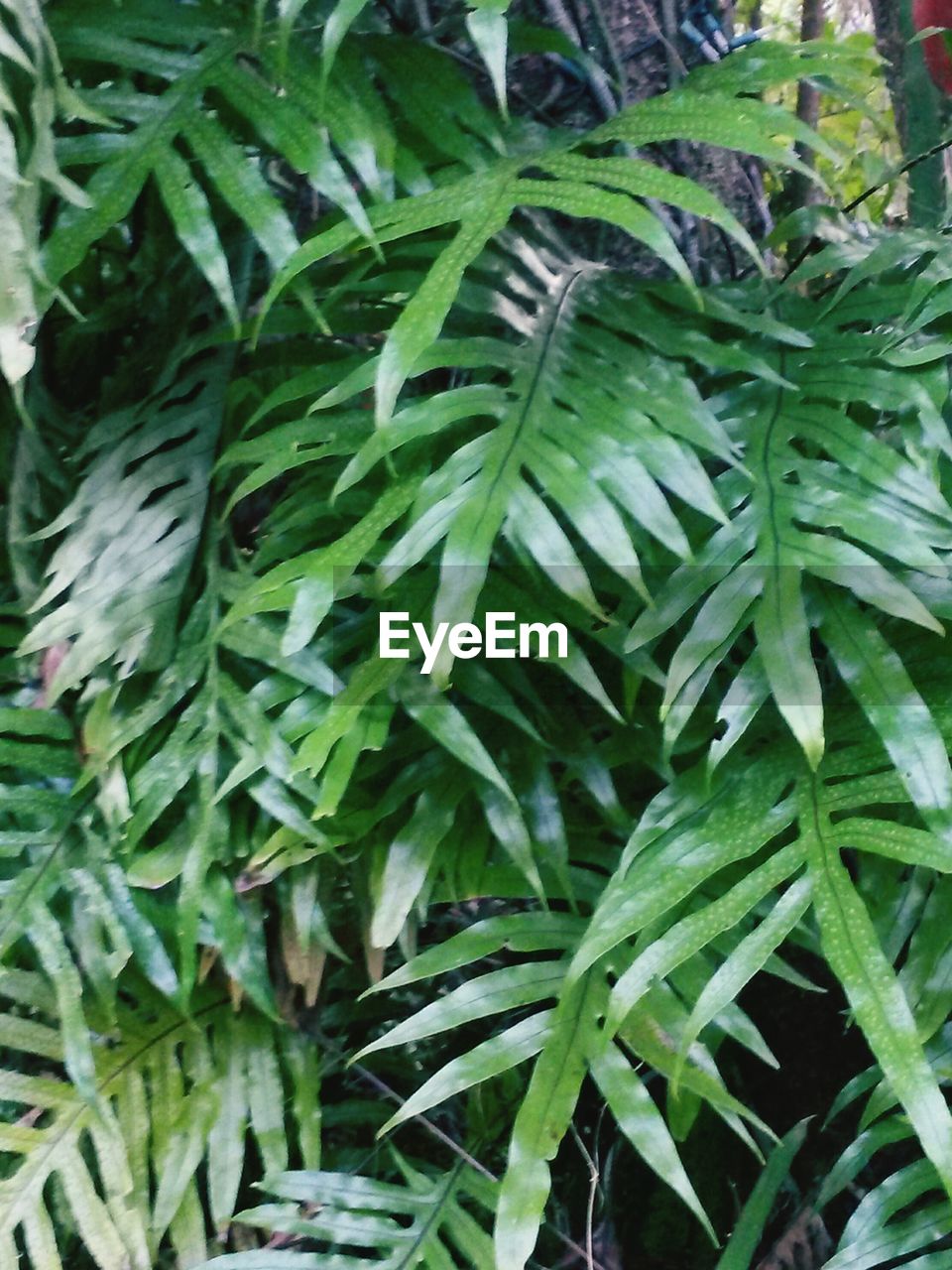 Close-up of green leaves