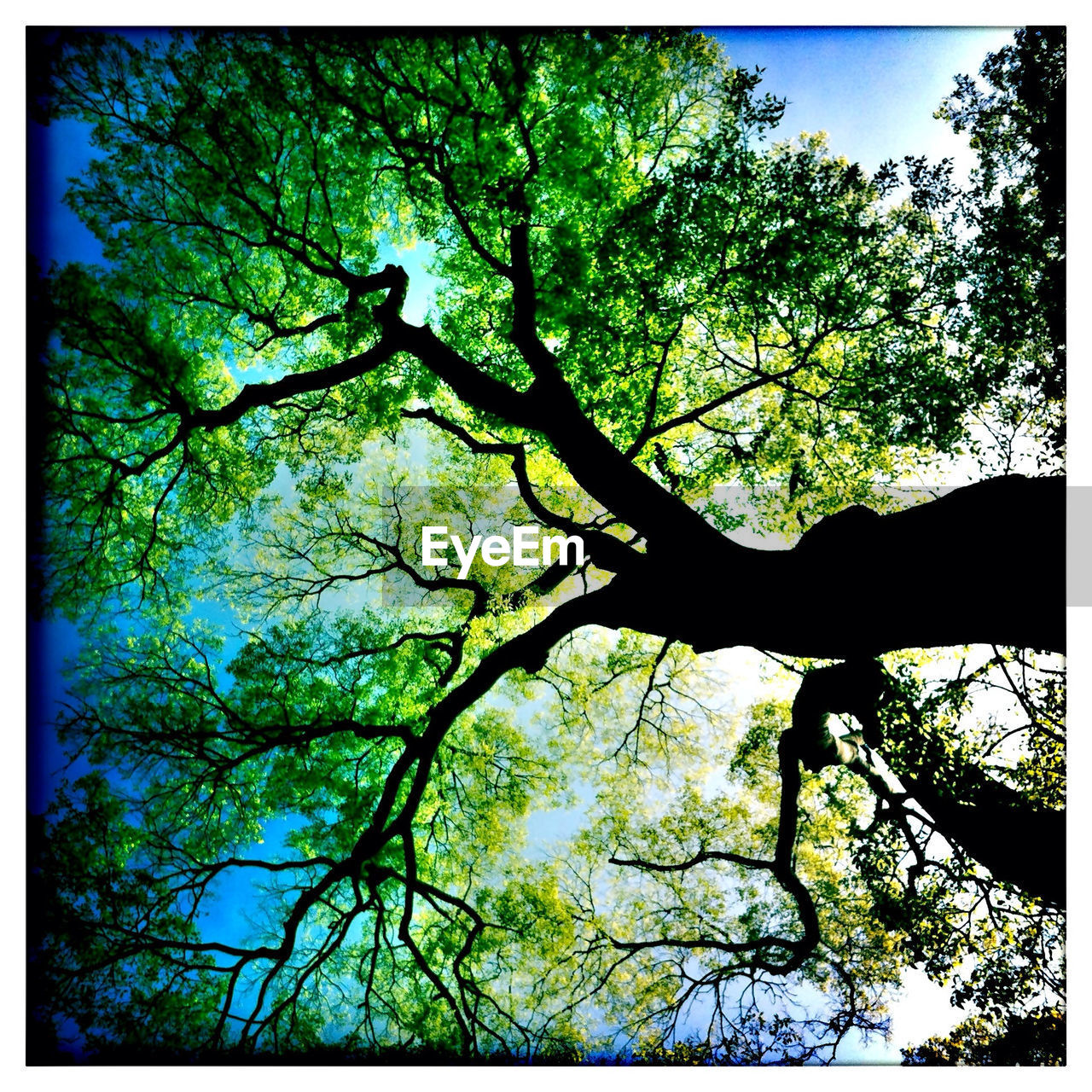 LOW ANGLE VIEW OF TREES AGAINST SKY