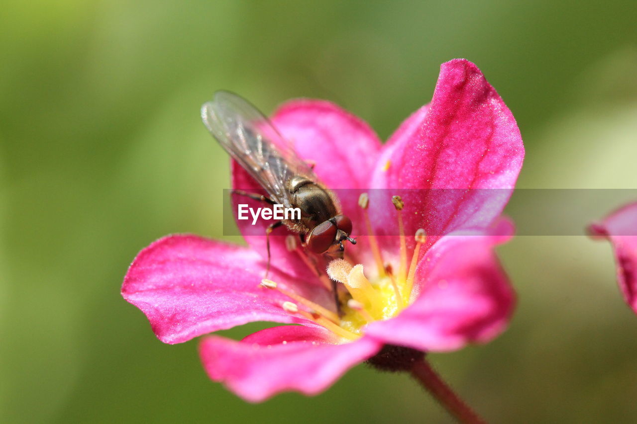 Close-up of fly pollinating pink flower