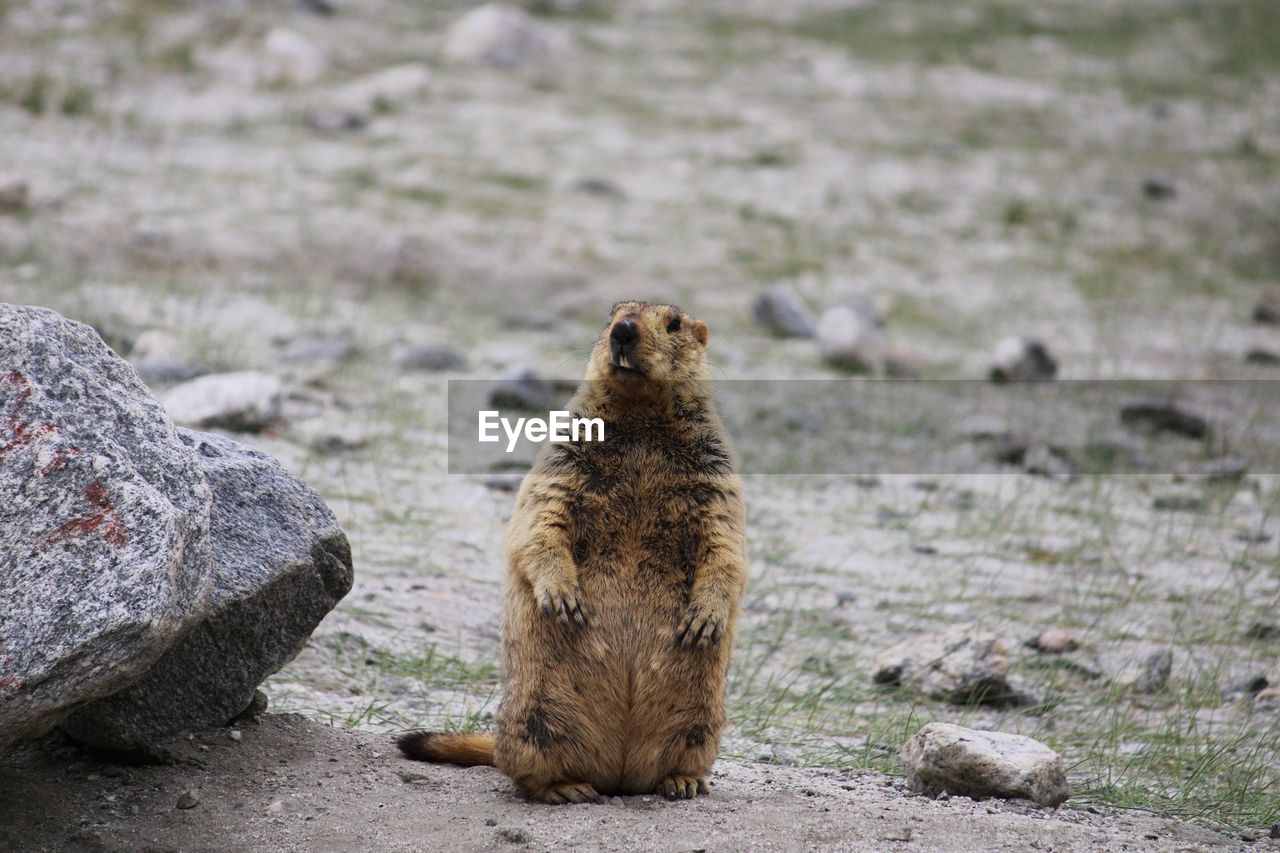 View of beaver on rock