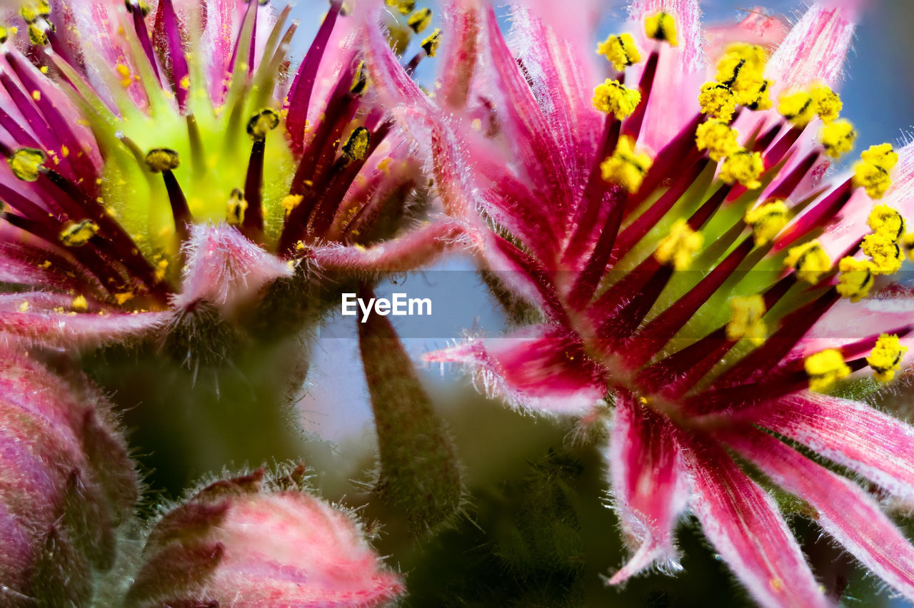 Hairy flowers