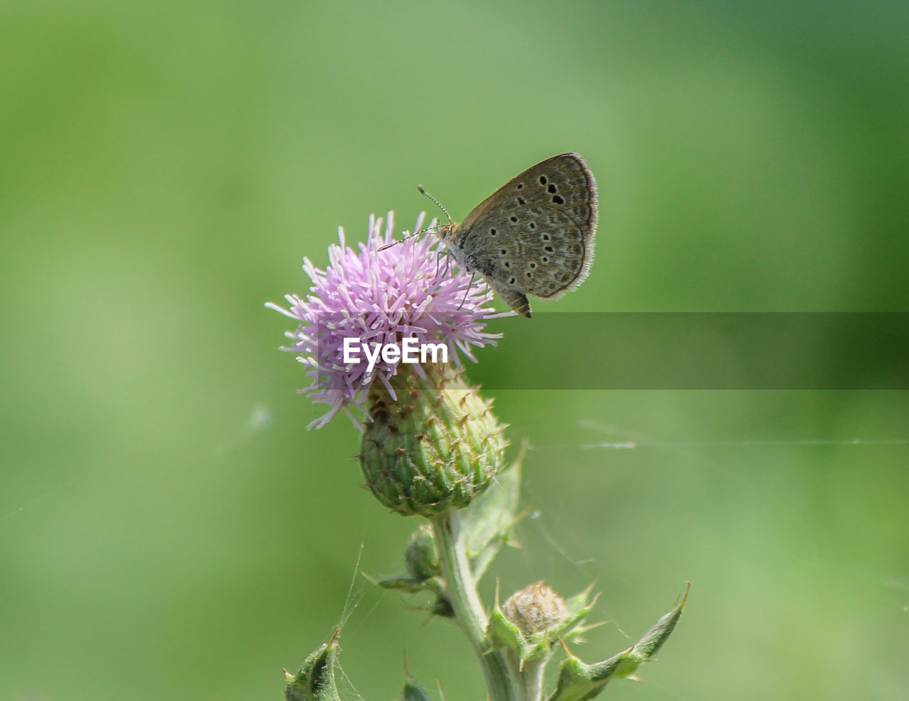 CLOSE-UP OF BUTTERFLY ON THISTLE FLOWER