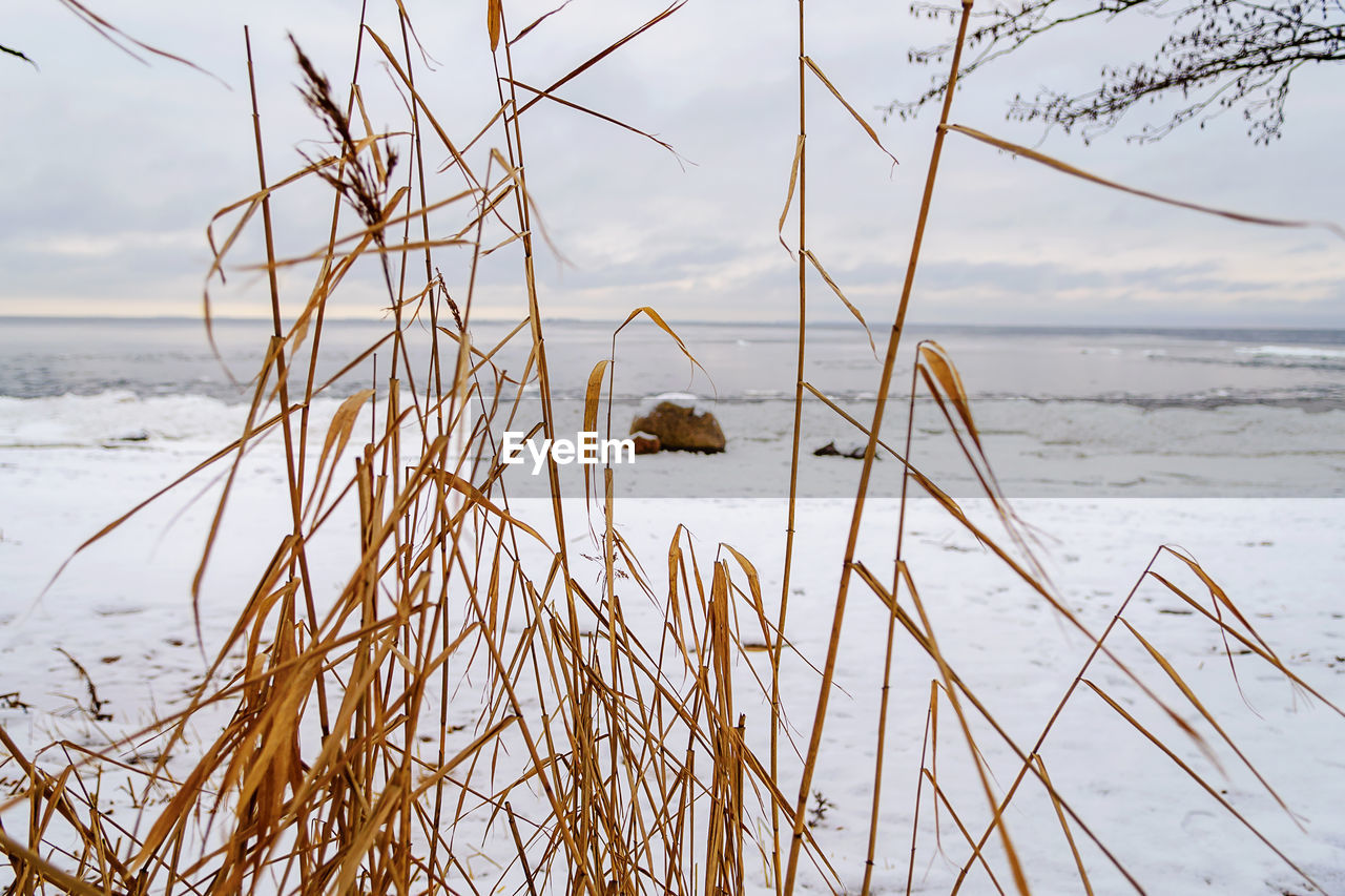 Beach on the baltic sea coast. coastal landscape with sandy beach, dunes and grass on a winter day