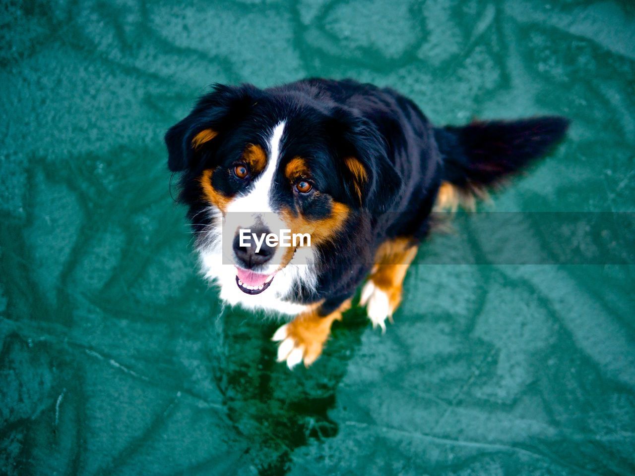 HIGH ANGLE PORTRAIT OF BLACK DOG ON GREEN LEAF