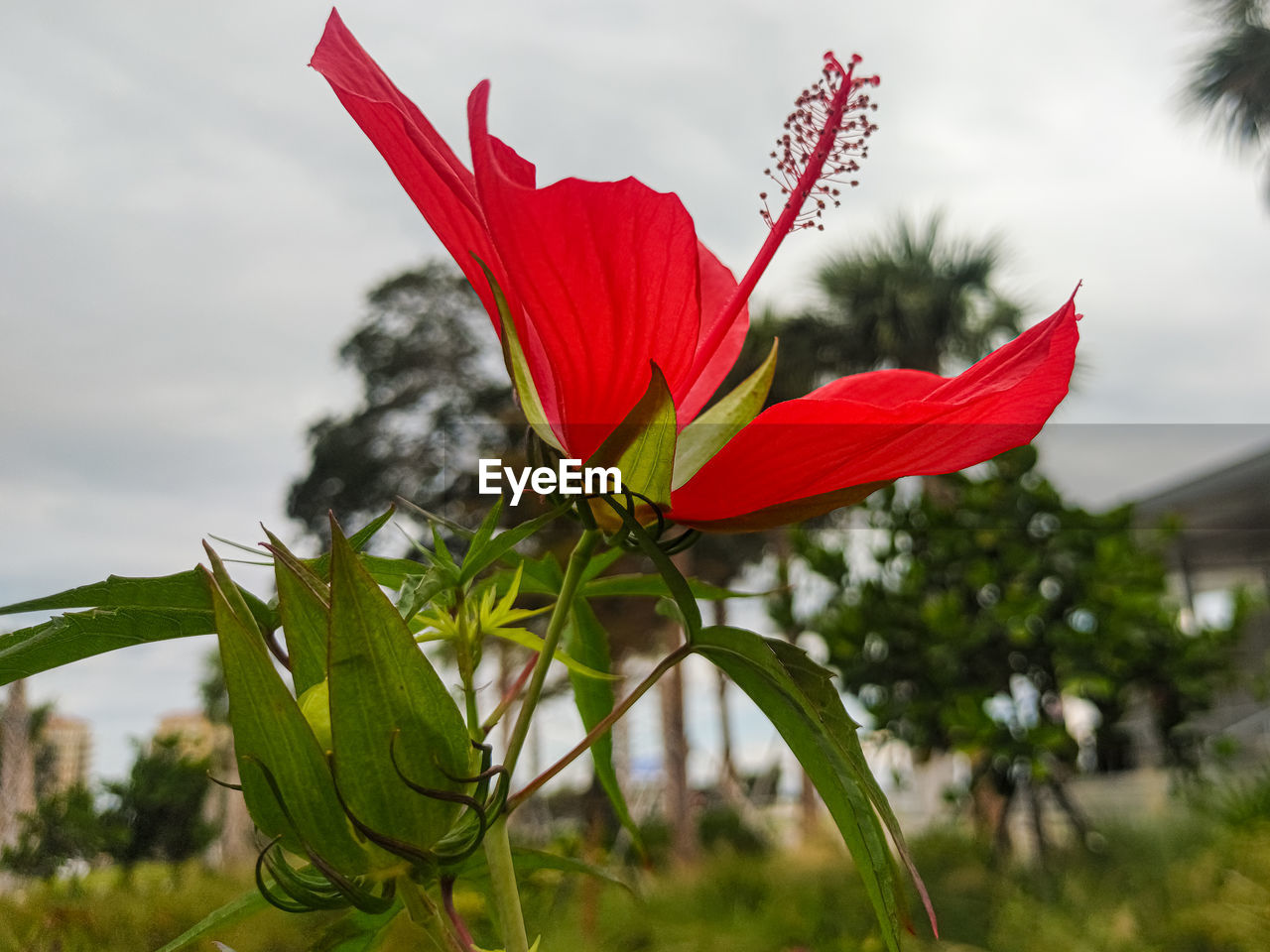 CLOSE-UP OF RED ROSE AGAINST SKY