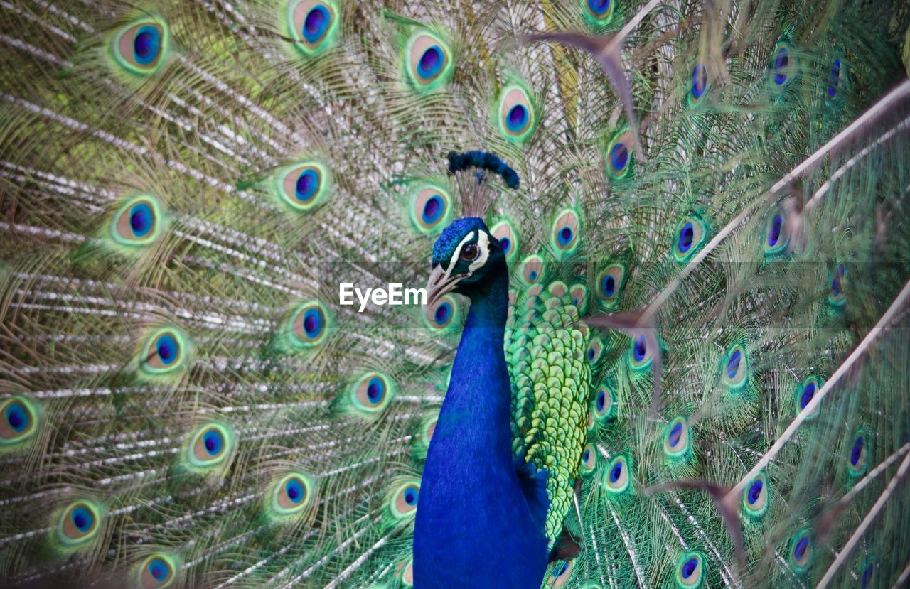 CLOSE-UP OF PEACOCK FEATHER ON BLUE FEATHERS