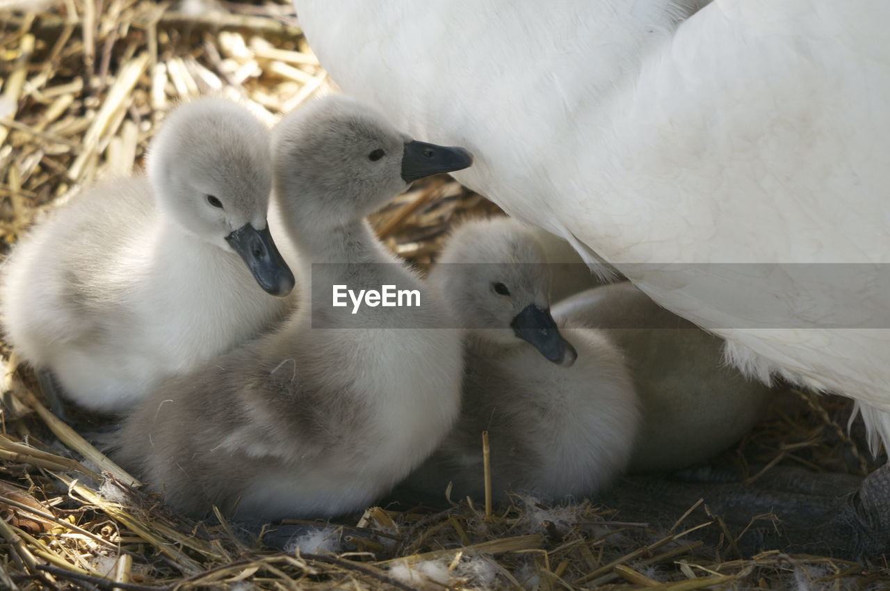Close-up of swan with cygnets