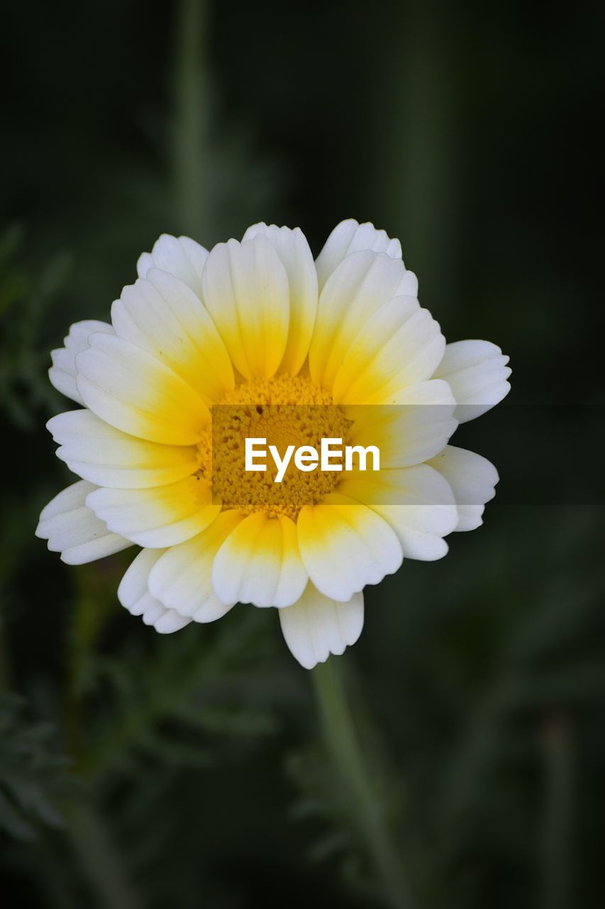 CLOSE-UP OF YELLOW FLOWER