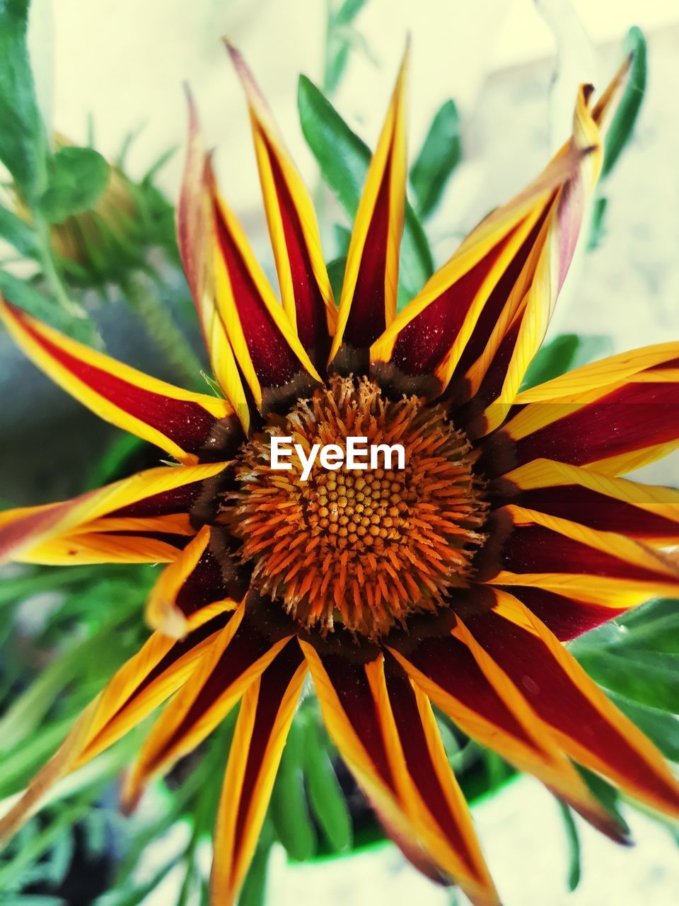 CLOSE-UP OF A RED SUNFLOWER