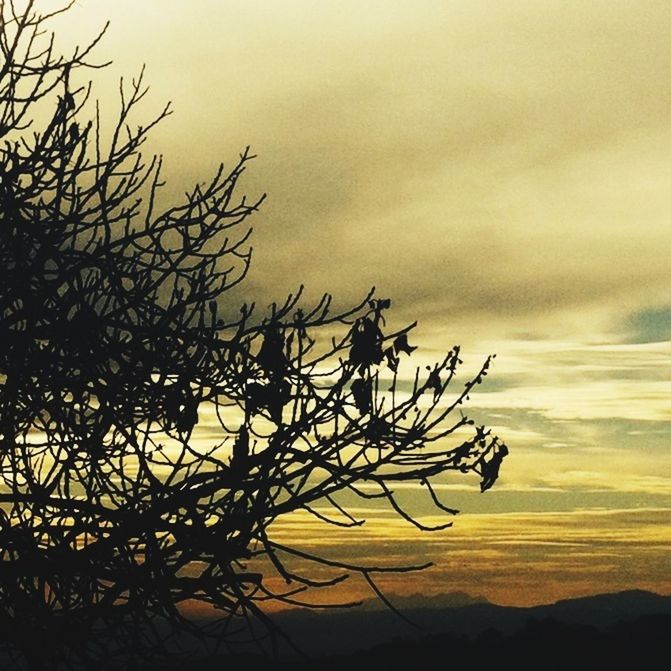 BARE TREES ON LANDSCAPE AT SUNSET