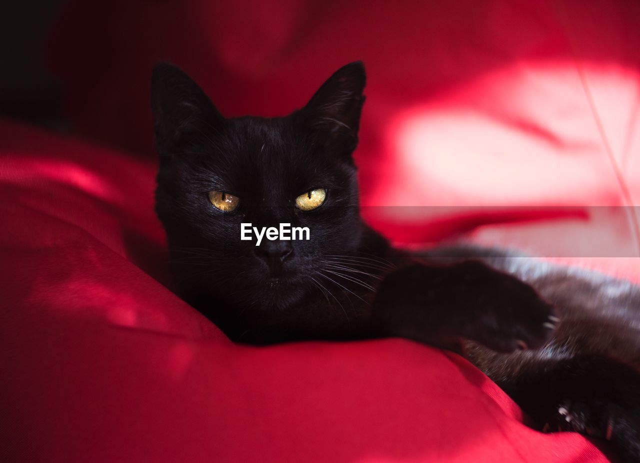 CLOSE-UP PORTRAIT OF BLACK CAT ON SOFA