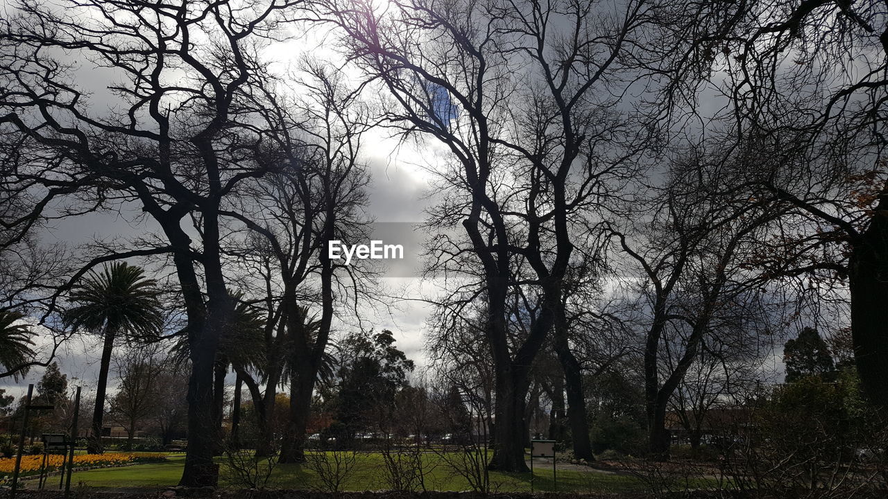 VIEW OF BARE TREES ON FIELD