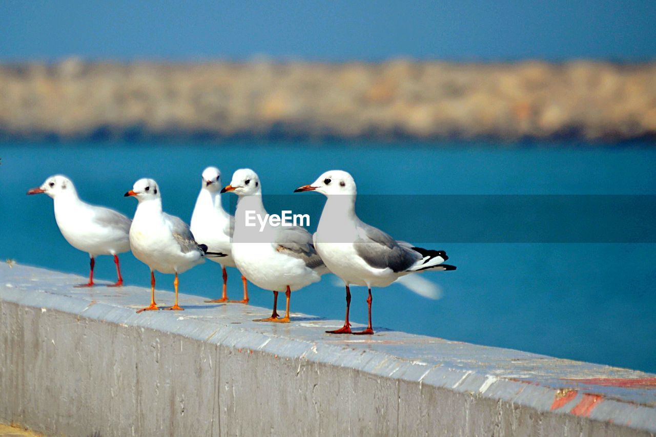 Seagulls perching on retaining wall by sea