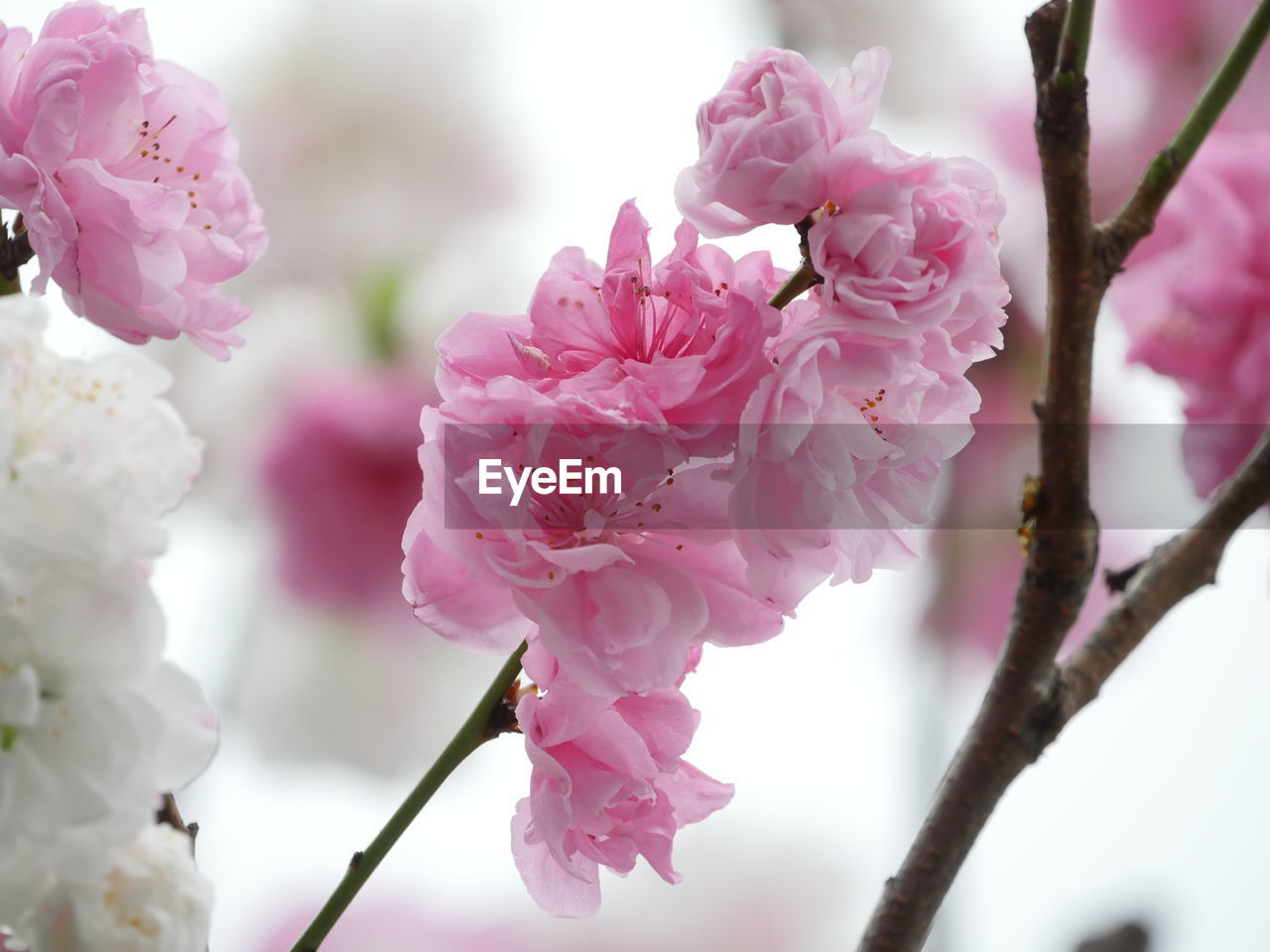 Close-up of pink cherry blossom