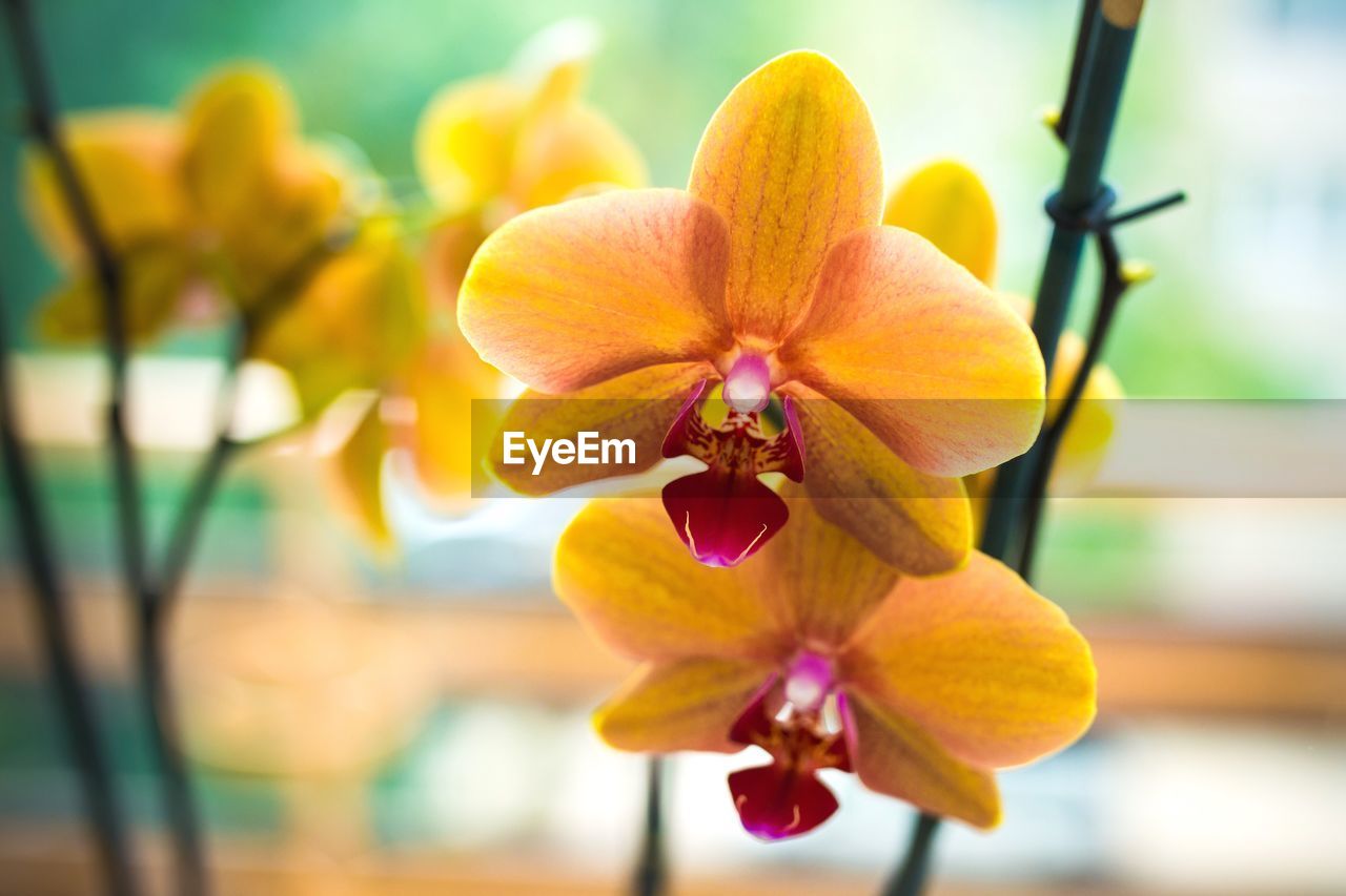 Close-up of flowers blooming outdoors