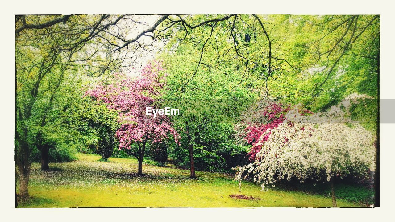 TREES ON FIELD AGAINST AUTUMN LEAVES