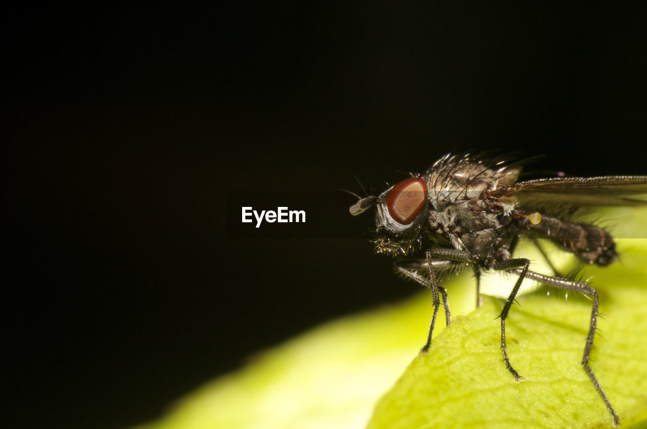 CLOSE-UP OF A FLY