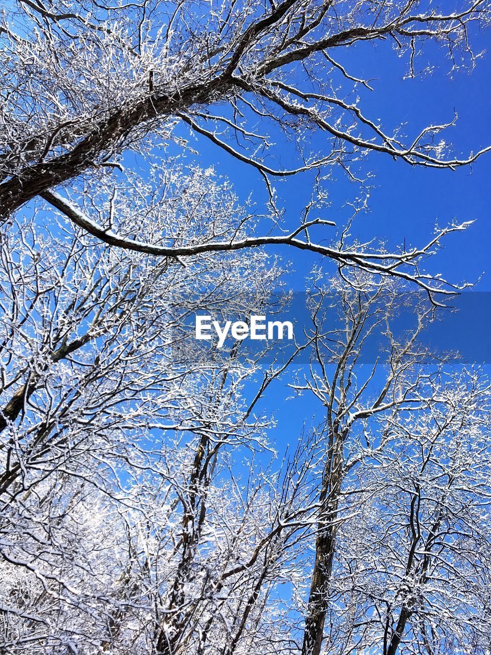 LOW ANGLE VIEW OF BARE TREES AGAINST CLEAR BLUE SKY