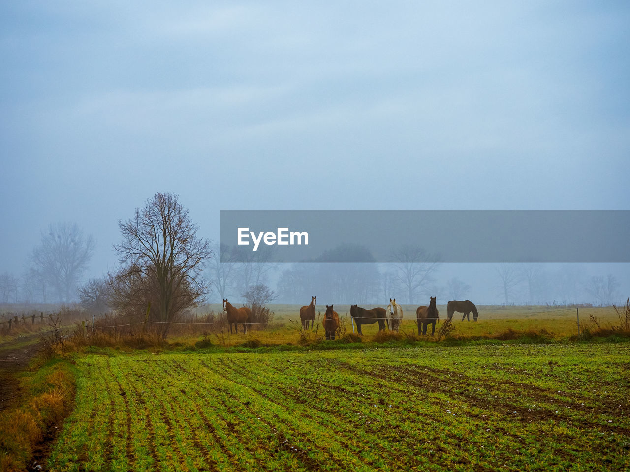 landscape, field, agriculture, environment, plant, land, morning, rural scene, sky, rural area, hill, nature, plain, horizon, farm, grassland, scenics - nature, grass, prairie, tree, beauty in nature, pasture, meadow, tranquility, crop, growth, tranquil scene, no people, flower, fog, outdoors, cloud, day, natural environment, animal, mammal, group of animals, animal themes, green, food