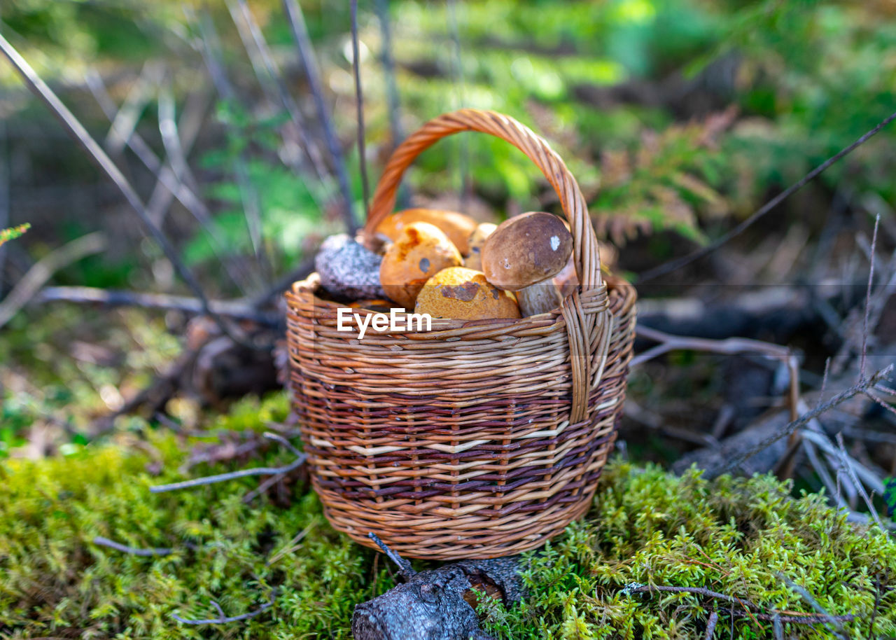 basket, picnic basket, food, container, wicker, food and drink, plant, nature, grass, autumn, vegetable, freshness, no people, mushroom, healthy eating, land, outdoors, day, growth, organic, fungus, produce, agriculture, field, wellbeing, close-up