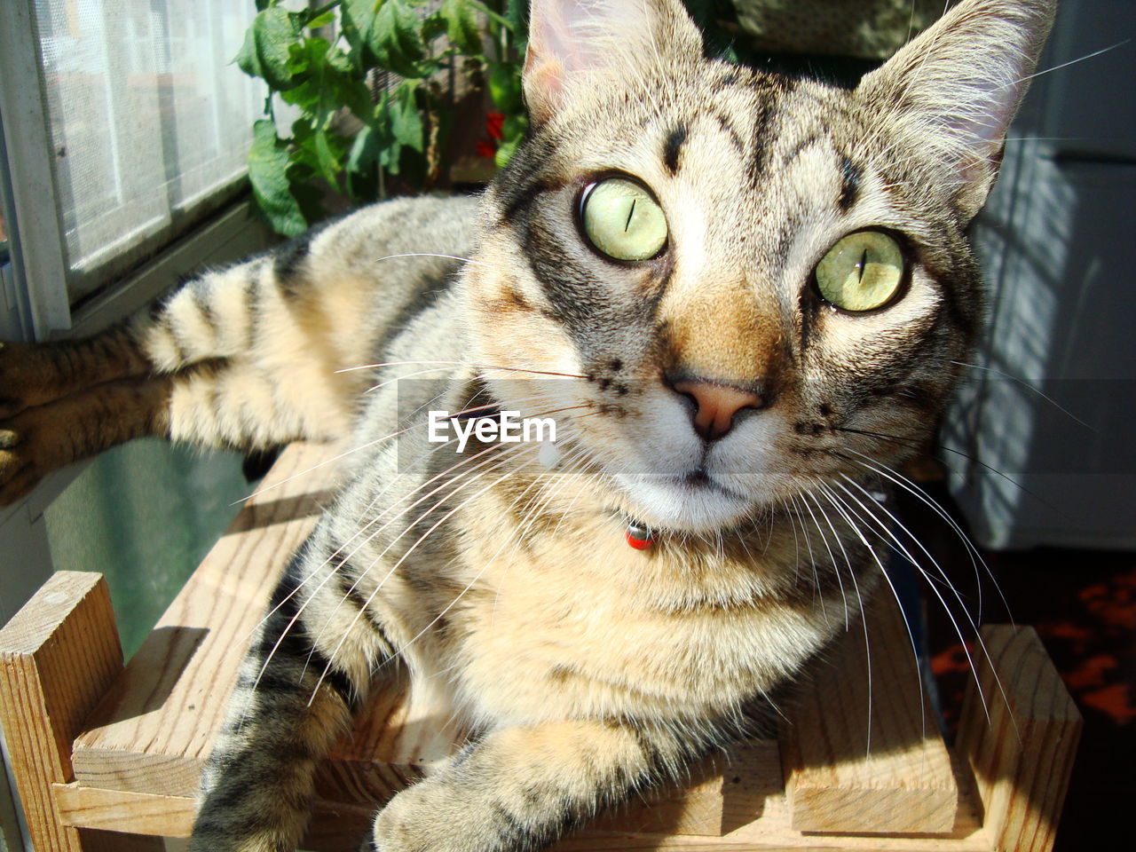 Close-up portrait of cat sitting at home