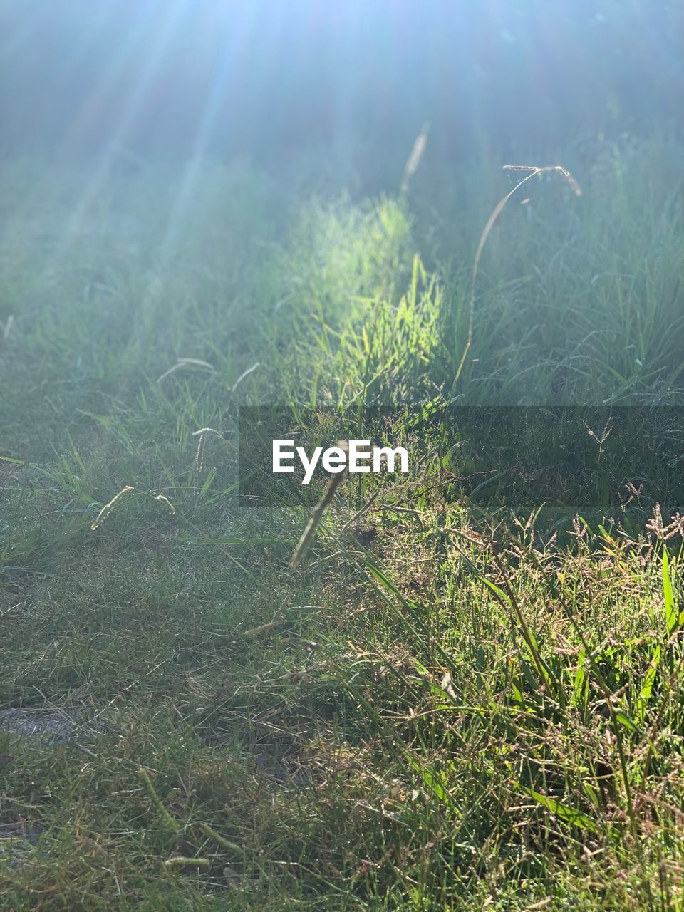 CLOSE-UP OF GRASS IN THE FIELD