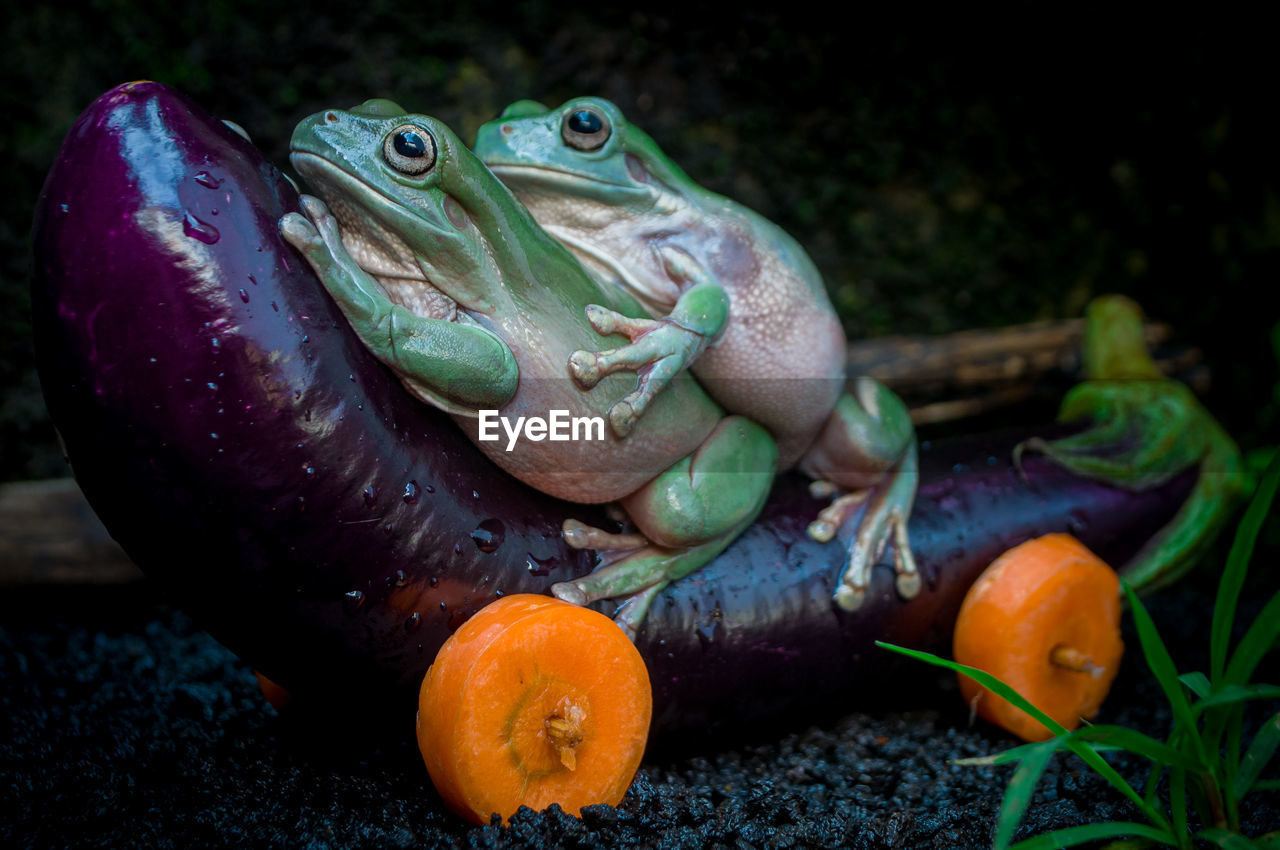 Cute frogs and vegetables