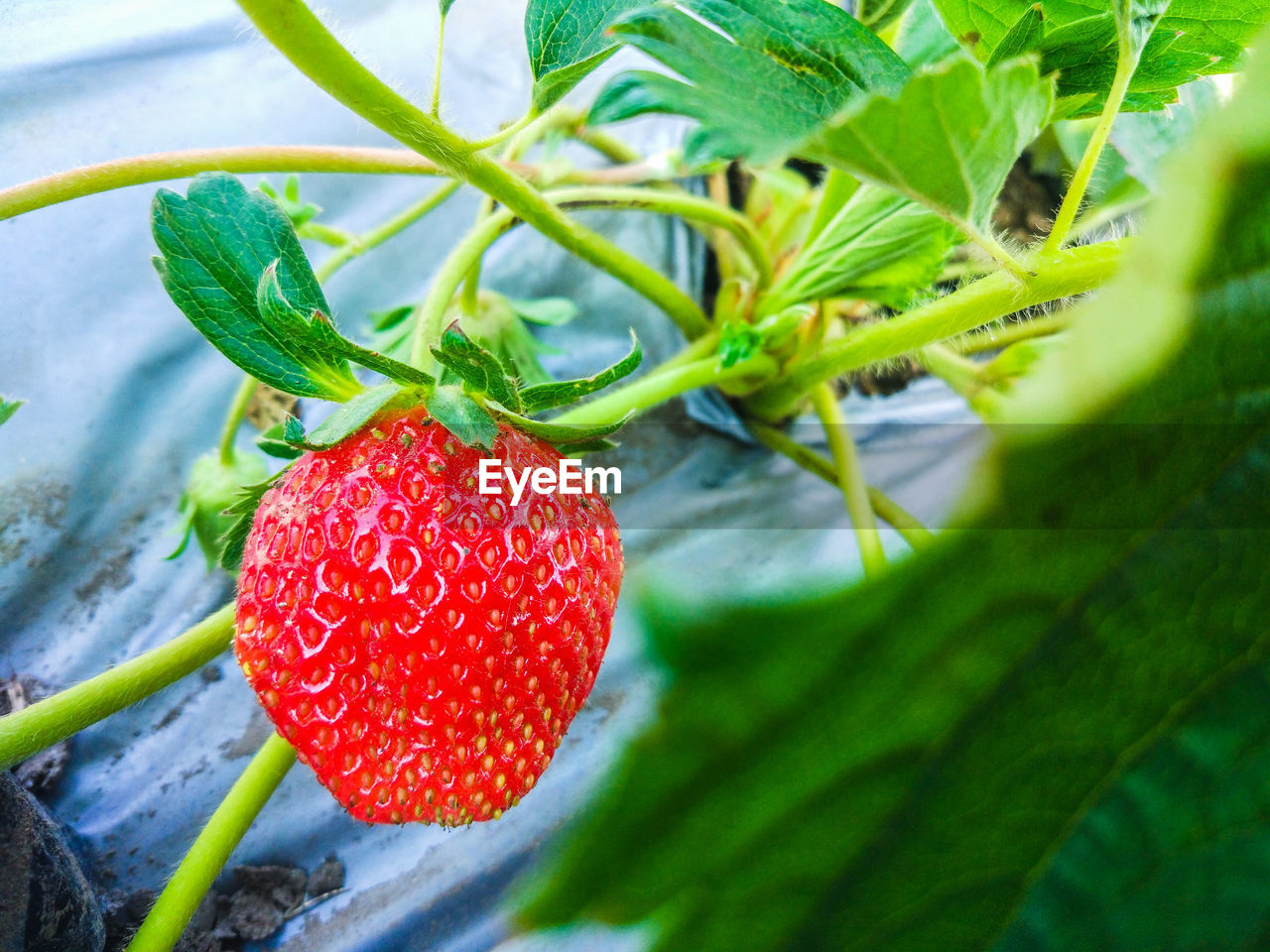 Close-up of strawberry on plant