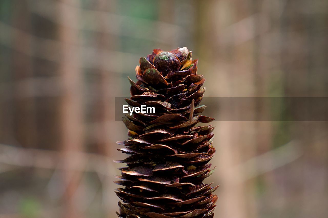 CLOSE-UP OF PINE CONE