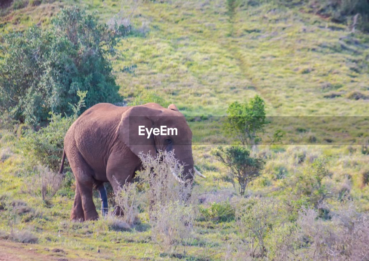 FULL LENGTH OF ELEPHANT WALKING IN FIELD