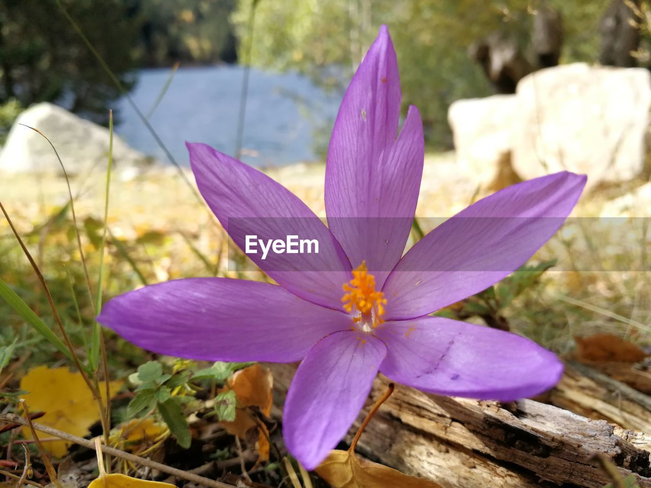 CLOSE-UP OF CROCUS FLOWERS