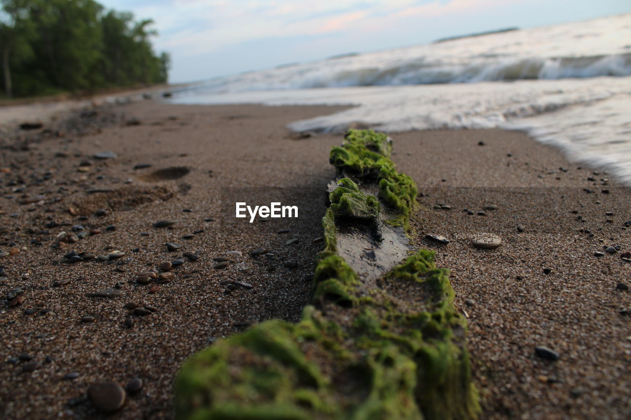 land, soil, nature, coast, shore, beach, rock, sea, plant, water, sky, no people, sand, day, environment, beauty in nature, tree, tranquility, scenics - nature, selective focus, outdoors, natural environment, dirt, cloud, landscape, terrain, green