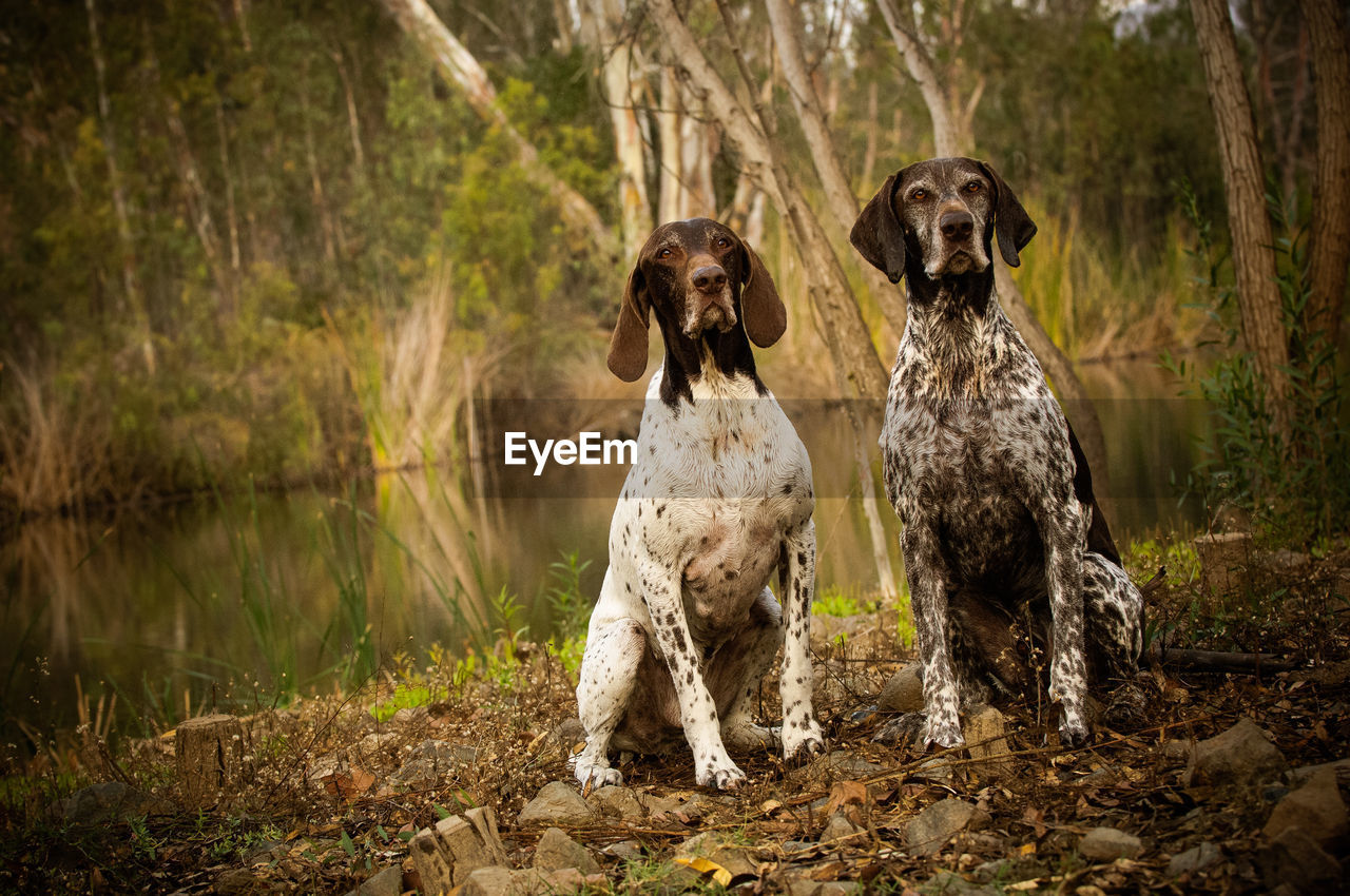 German shorthaired pointer dogs sitting on field by pond