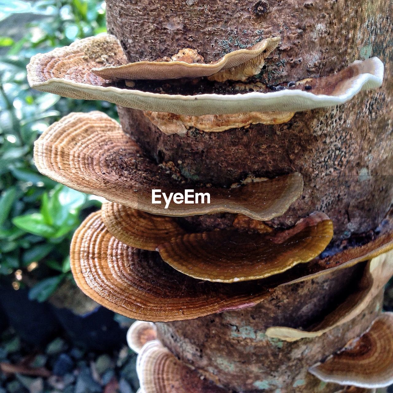 Mushrooms growing on tree