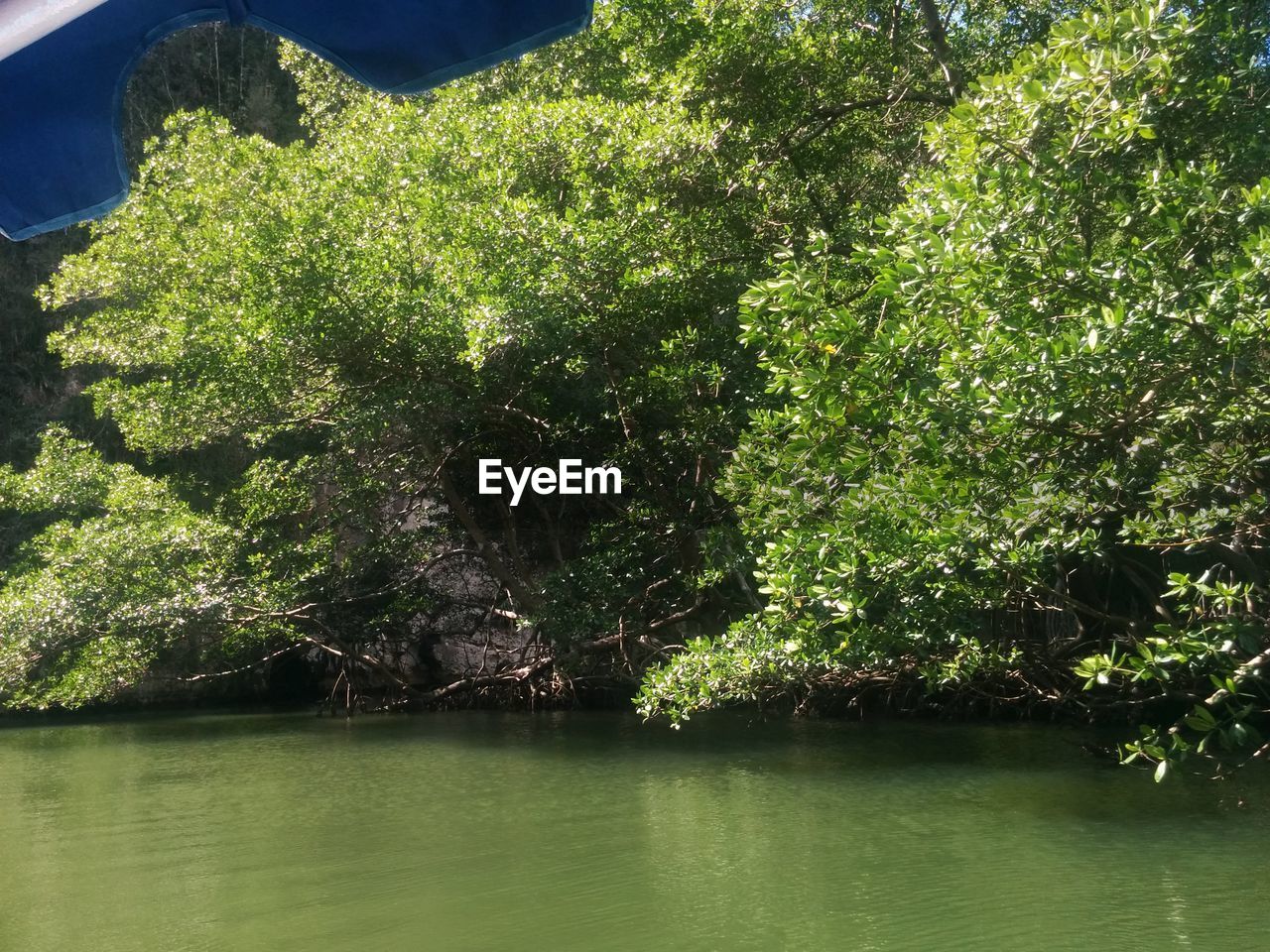 CLOSE-UP OF TREES BY LAKE