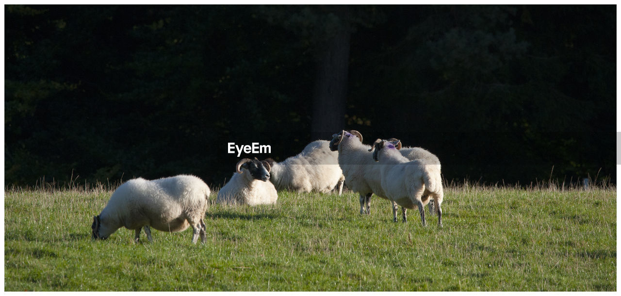 VIEW OF SHEEP ON FIELD