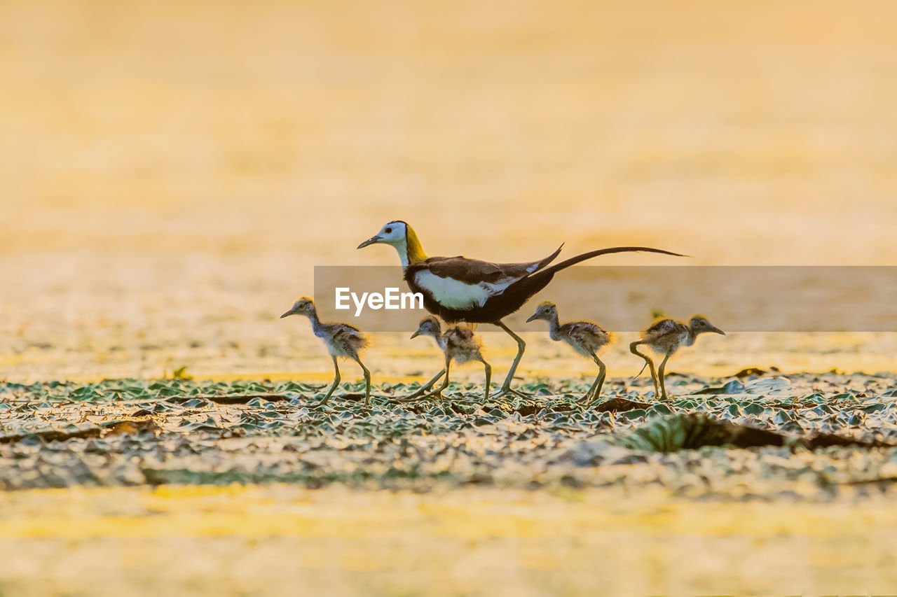 View of birds standing on field