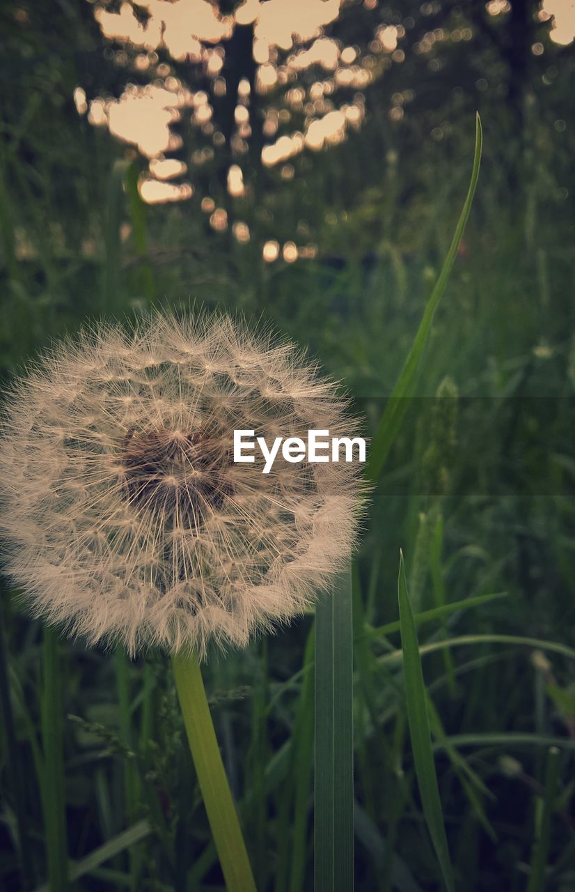 CLOSE-UP OF DANDELION GROWING IN FIELD