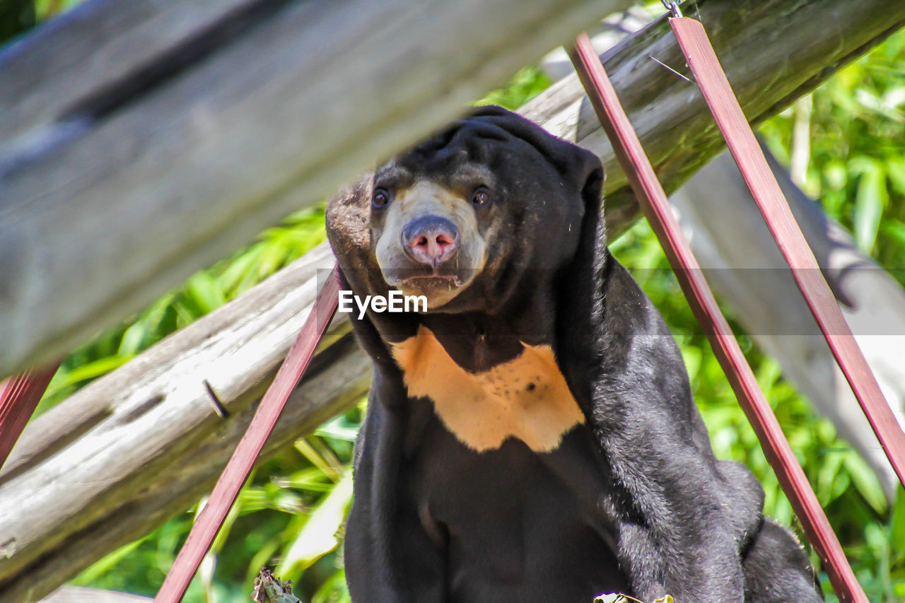 CLOSE-UP OF A DOG